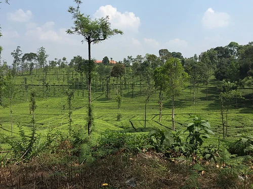 Arimbra Hills Mini Ooty Rolling Mountain Ridges and Green Valleys in Malappuram